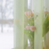 Sheer curtain LAGUNA 805, v.659, light green